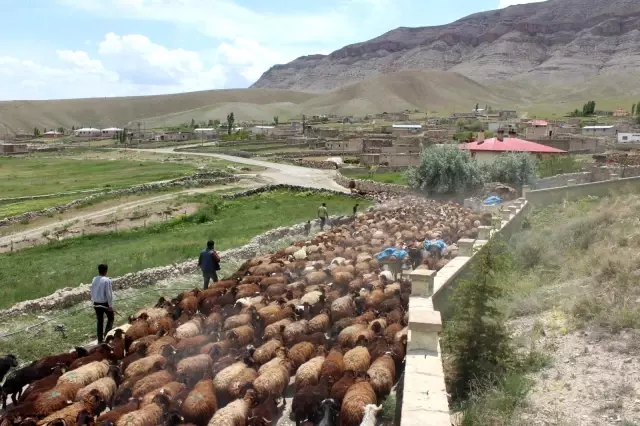 Iğdırlı besicilerin günler süren zorlu yayla yolculuğu başladı Iğdırlı besicilerin günler süren zorlu yayla yolculuğu başladı