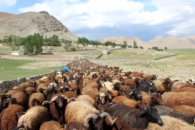 Iğdırlı besicilerin günler süren zorlu yayla yolculuğu başladı Iğdırlı besicilerin günler süren zorlu yayla yolculuğu başladı
