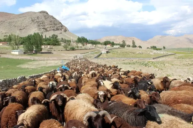 Iğdırlı besicilerin günler süren zorlu yayla yolculuğu başladı Iğdırlı besicilerin günler süren zorlu yayla yolculuğu başladı