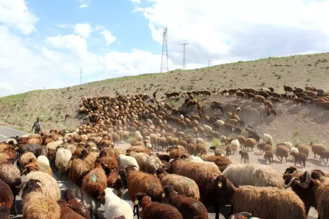 Iğdırlı besicilerin günler süren zorlu yayla yolculuğu başladı Iğdırlı besicilerin günler süren zorlu yayla yolculuğu başladı