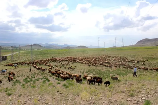 Iğdırlı besicilerin günler süren zorlu yayla yolculuğu başladı Iğdırlı besicilerin günler süren zorlu yayla yolculuğu başladı
