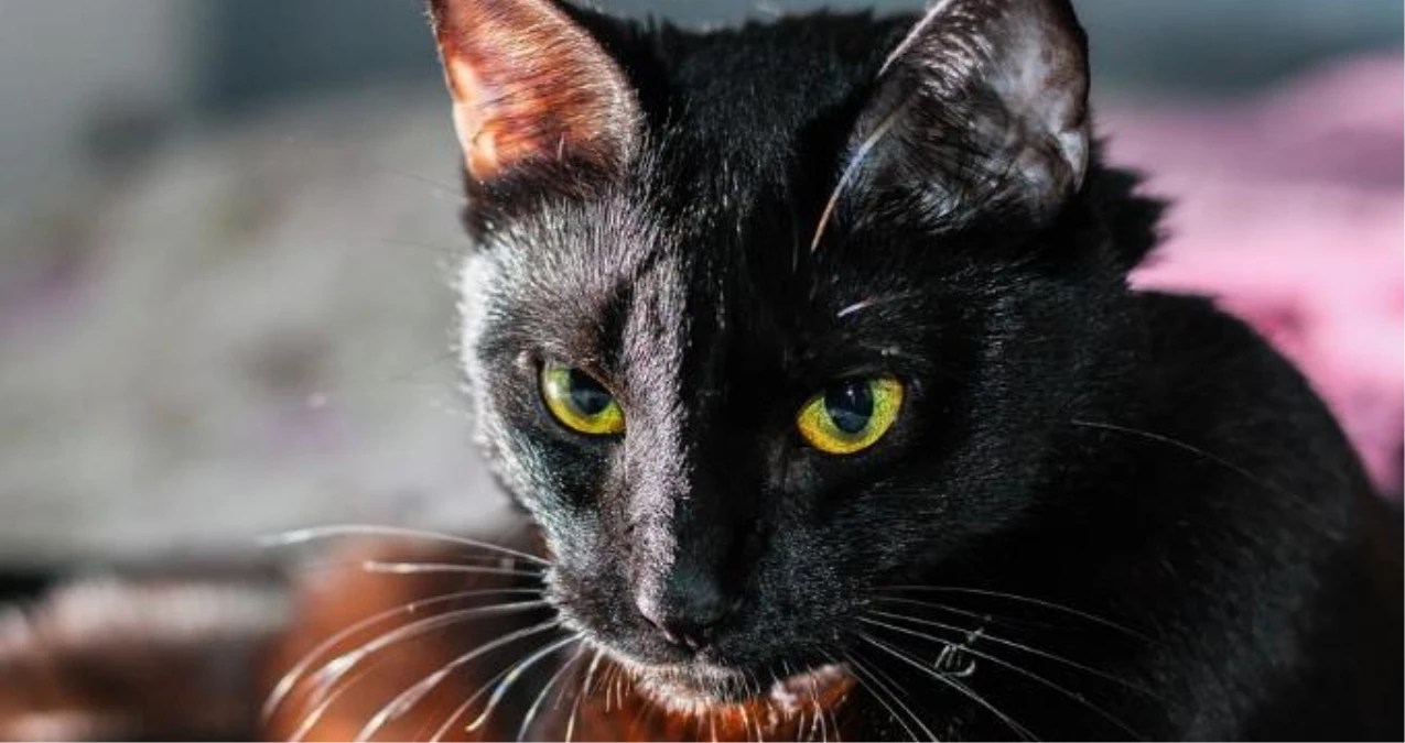 Ruyada Kara Kedi Gormek Ne Anlama Gelir Ruyada Kara Kedi Sevmek Ne Anlama Gelir