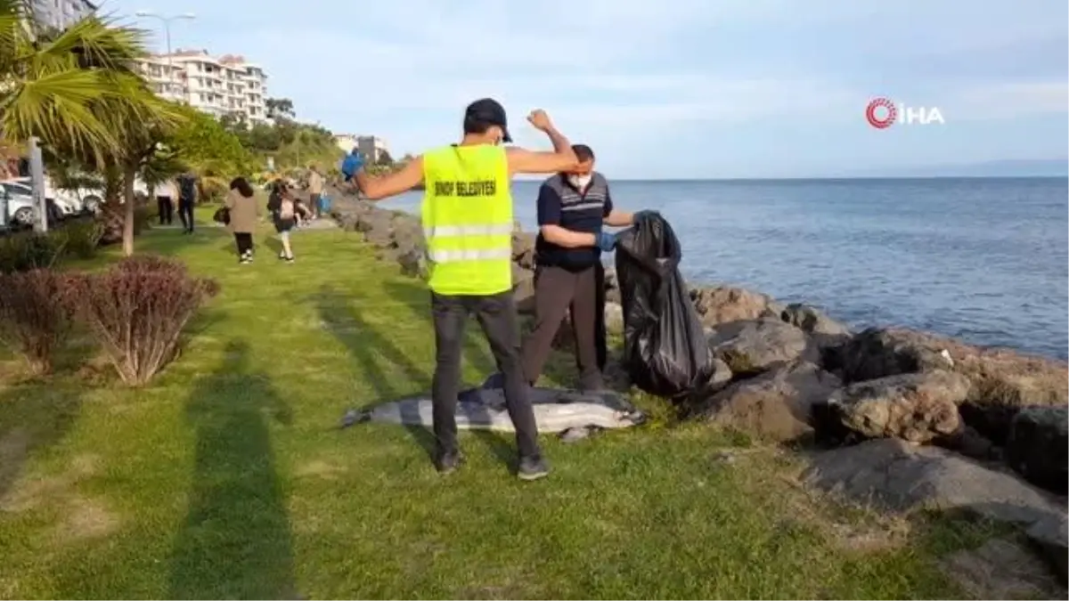 Son dakika haberleri! Sinop'ta ölü yunus kıyıya vurdu
