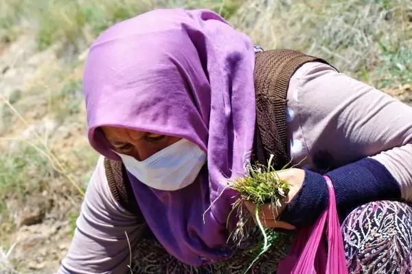 Sivas'ta kadınların dik yamaçlarda 'körmen otu' mesaisi
