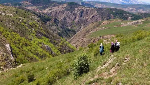 Sivas'ta kadınların dik yamaçlarda 'körmen otu' mesaisi