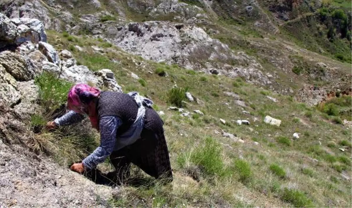Sivas'ta kadınların dik yamaçlarda 'körmen otu' mesaisi