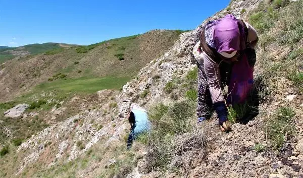 Sivas'ta kadınların dik yamaçlarda 'körmen otu' mesaisi