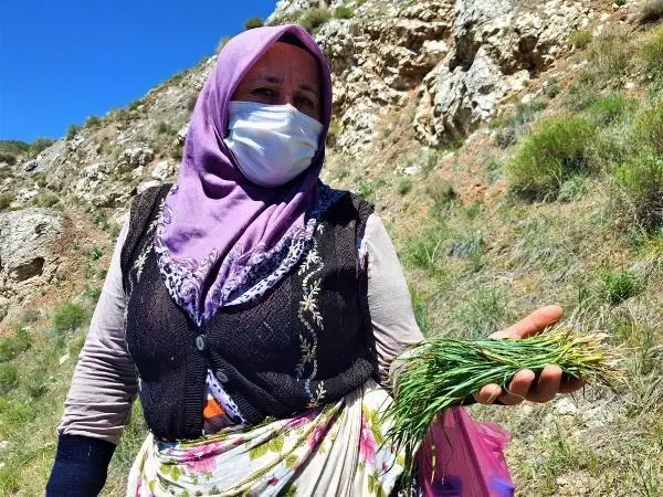 Sivas'ta kadınların dik yamaçlarda 'körmen otu' mesaisi