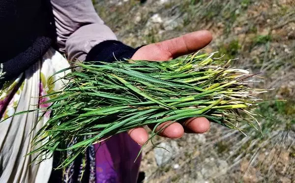 Sivas'ta kadınların dik yamaçlarda 'körmen otu' mesaisi