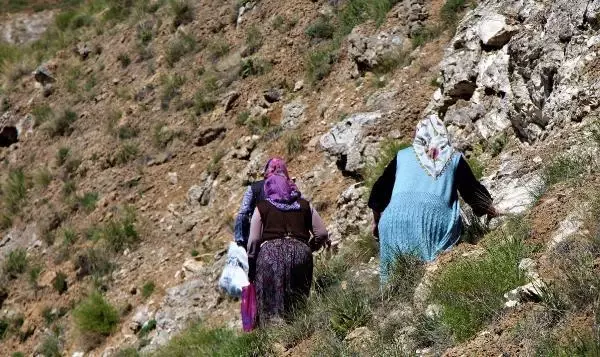 Sivas'ta kadınların dik yamaçlarda 'körmen otu' mesaisi
