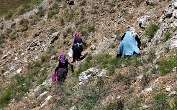 Sivas'ta kadınların dik yamaçlarda 'körmen otu' mesaisi