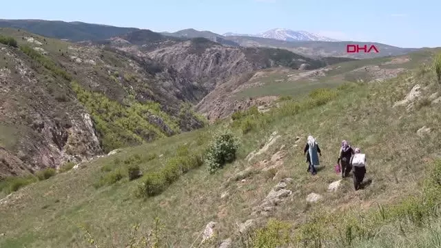 Sivas'ta kadınların dik yamaçlarda 'körmen otu' mesaisi