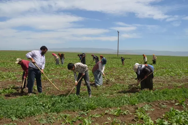 Tarım işçilerinin Muş Ovası'ndaki mesaisi başladı Tarım işçilerinin Muş Ovası'ndaki mesaisi başladı