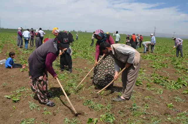 Tarım işçilerinin Muş Ovası'ndaki mesaisi başladı