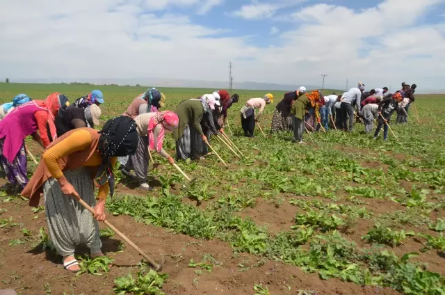 Tarım işçilerinin Muş Ovası'ndaki mesaisi başladı