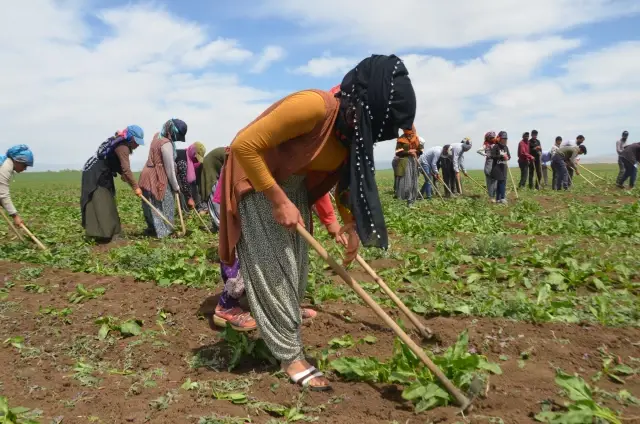 Tarım işçilerinin Muş Ovası'ndaki mesaisi başladı