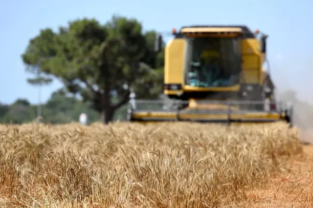 20 ton ürün, bulgur halinde ilçe sakinlerine dağıtacak, belediye aşevinde kullanacak. 20 ton ürün, bulgur halinde ilçe sakinlerine dağıtacak, belediye aşevinde kullanacak.