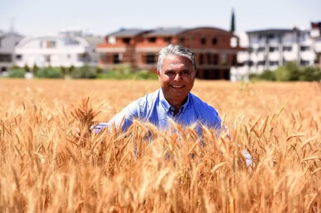 20 ton ürün, bulgur halinde ilçe sakinlerine dağıtacak, belediye aşevinde kullanacak. 20 ton ürün, bulgur halinde ilçe sakinlerine dağıtacak, belediye aşevinde kullanacak.