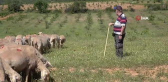 Akademik çoban: Derslerden arta kalan zamanlarda koyunlarını merada kendi otlatıyor
