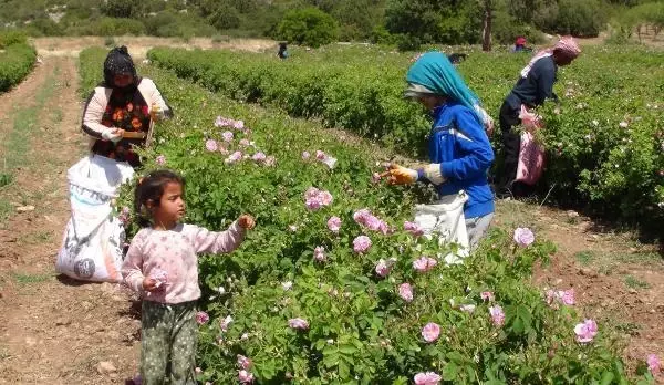 Gül yağının litresi 7 bin liraya kadar alıcı buluyor