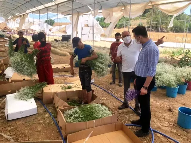 Karaisalı'dan 10 ülkeye süs bitkisi ihracatı Karaisalı'dan 10 ülkeye süs bitkisi ihracatı