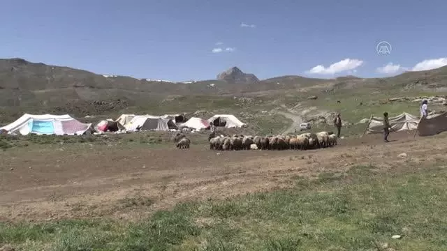 Muş ve Hakkari'nin huzurlu yaylaları göçerlerin vazgeçilmezi oldu (1) Muş ve Hakkari'nin huzurlu yaylaları göçerlerin vazgeçilmezi oldu (1)