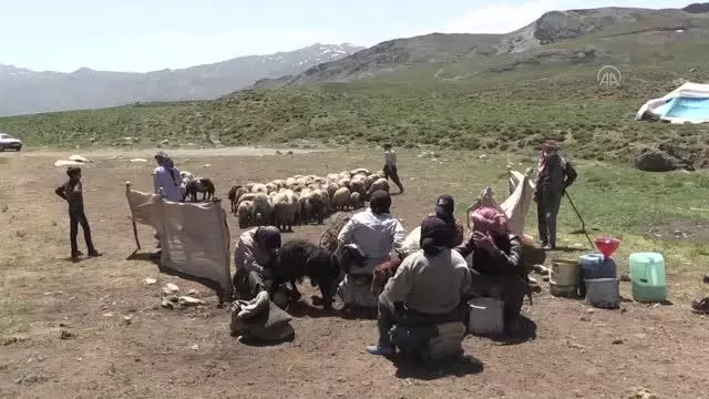 Muş ve Hakkari'nin huzurlu yaylaları göçerlerin vazgeçilmezi oldu (1)
