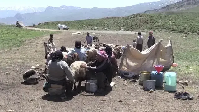 Muş ve Hakkari'nin huzurlu yaylaları göçerlerin vazgeçilmezi oldu (1)