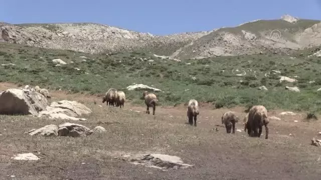 Muş ve Hakkari'nin huzurlu yaylaları göçerlerin vazgeçilmezi oldu (1)