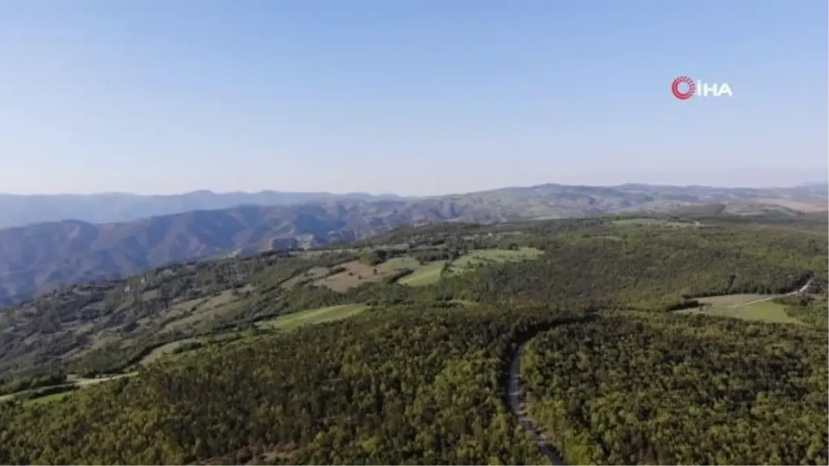 Nesli tükenme tehlikesinde olan 'su semenderleri' görüntülendi