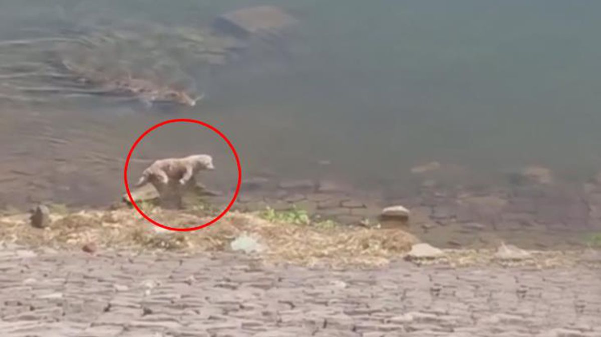 Serinlemek için suya giren köpek, timsaha yem oldu