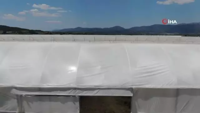 Anahtar teslim seralarla örtü altı üretime destek oluyor Anahtar teslim seralarla örtü altı üretime destek oluyor