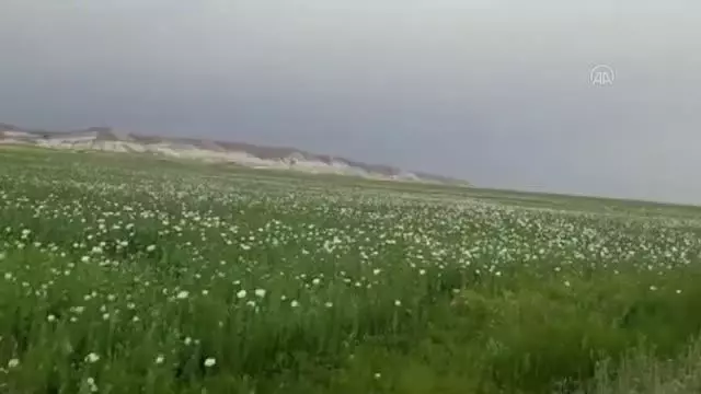 Başkentte 148 bin 200 kök haşhaş bitkisi imha edildi Başkentte 148 bin 200 kök haşhaş bitkisi imha edildi