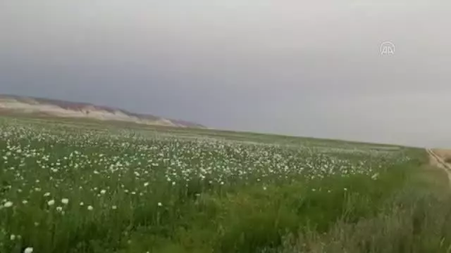 Başkentte 148 bin 200 kök haşhaş bitkisi imha edildi Başkentte 148 bin 200 kök haşhaş bitkisi imha edildi