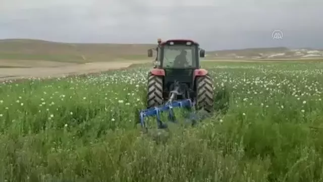 Başkentte 148 bin 200 kök haşhaş bitkisi imha edildi Başkentte 148 bin 200 kök haşhaş bitkisi imha edildi