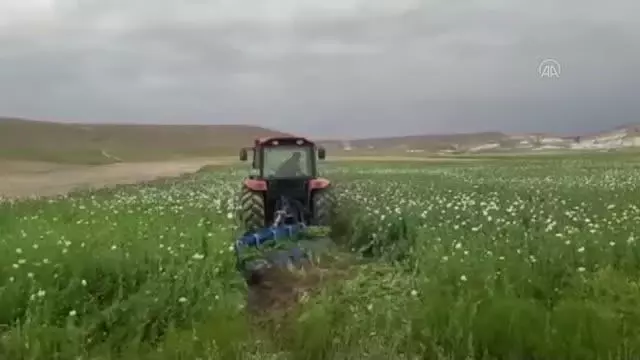 Başkentte 148 bin 200 kök haşhaş bitkisi imha edildi Başkentte 148 bin 200 kök haşhaş bitkisi imha edildi