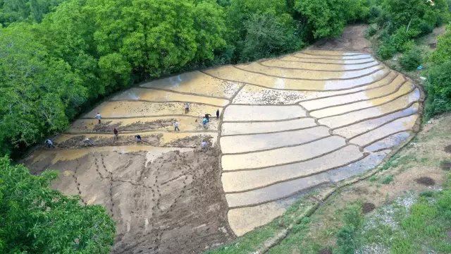Bitlis'te çiftçiler dağ yamacındaki tarlalara imece usulüyle çeltik ekiyor Bitlis'te çiftçiler dağ yamacındaki tarlalara imece usulüyle çeltik ekiyor