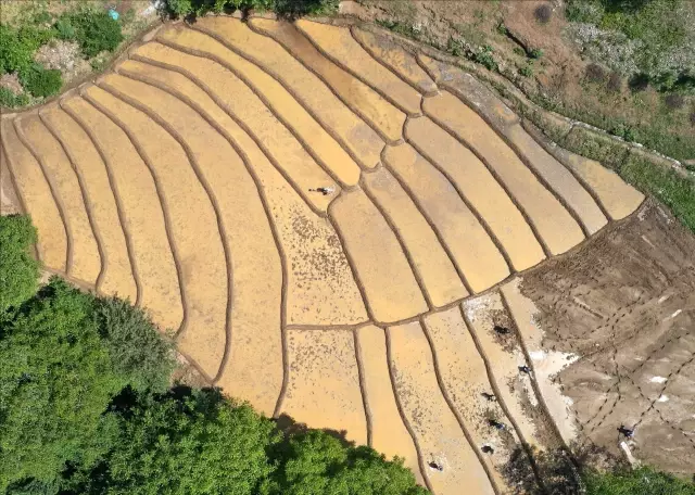 Bitlis'te çiftçiler dağ yamacındaki tarlalara imece usulüyle çeltik ekiyor