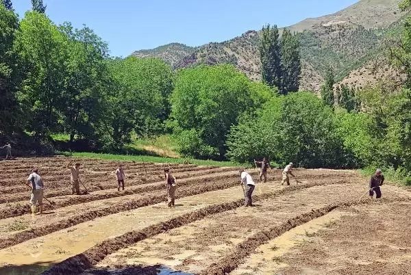 BİTLİS'TE İMECE USULÜ ÇELTİK EKİMİ HAVADAN GÖRÜNTÜLENDİ