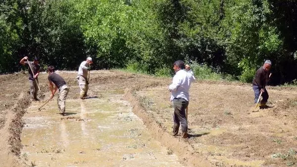 BİTLİS'TE İMECE USULÜ ÇELTİK EKİMİ HAVADAN GÖRÜNTÜLENDİ