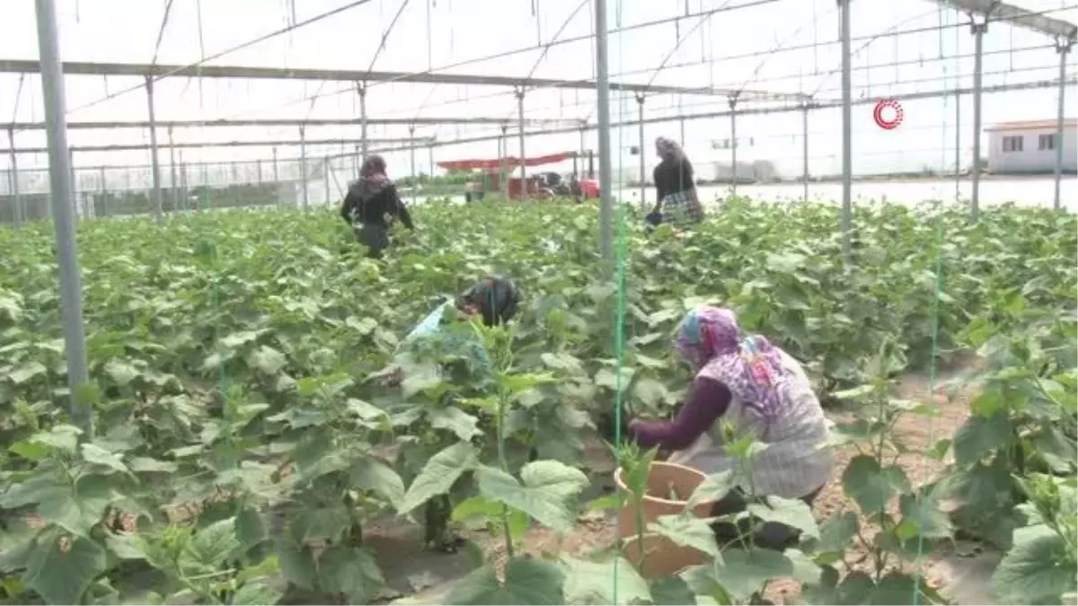 Bu yöntem sayesinde vatandaşlar meyve ve sebzeleri ucuza satın alıyor