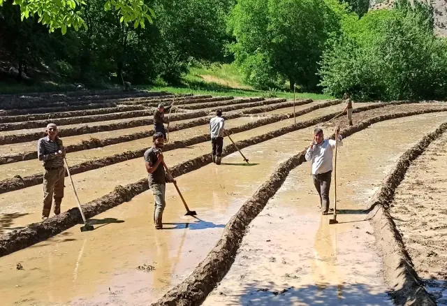 Dağ köylerinde zorlu çeltik ekimi