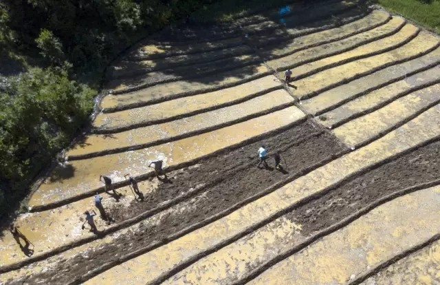 Dağ köylerinde zorlu çeltik ekimi