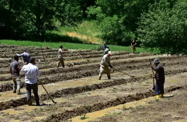 Dağ köylerinde zorlu çeltik ekimi