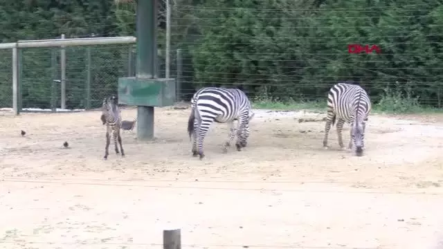 darica hayvanat bahcesi nin yeni sevimli uyel 4 14162088 o