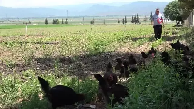 Eğitime destek için getirilen tavukların bakımlarını öğretmenler yapıyor Eğitime destek için getirilen tavukların bakımlarını öğretmenler yapıyor