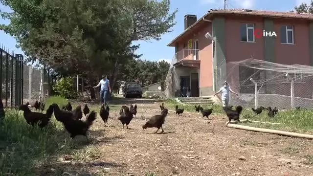 Eğitime destek için getirilen tavukların bakımlarını öğretmenler yapıyor Eğitime destek için getirilen tavukların bakımlarını öğretmenler yapıyor