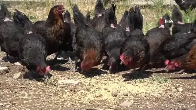 Eğitime destek için getirilen tavukların bakımlarını öğretmenler yapıyor Eğitime destek için getirilen tavukların bakımlarını öğretmenler yapıyor