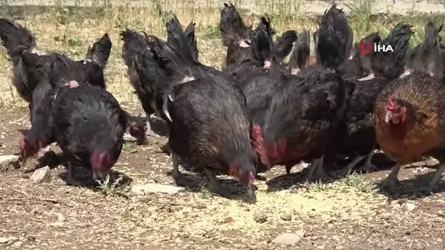 Eğitime destek için getirilen tavukların bakımlarını öğretmenler yapıyor Eğitime destek için getirilen tavukların bakımlarını öğretmenler yapıyor