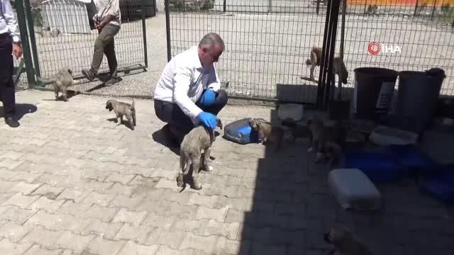 Kahta'daki hayvan barınağı bölgeye hitap ediyor